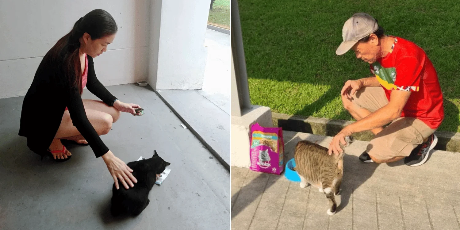 Community cat feeder