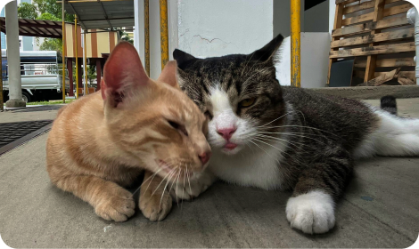 Community cat